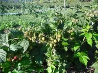 Саженцы малины ремонтантной