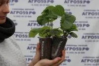 Саженцы малины Краса России