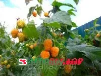 Малина ГИГАНТ Оранж