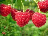 Саженцы малины Новость Кузьмина