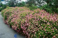Спирея японская Spiraea japonica Little Princess
